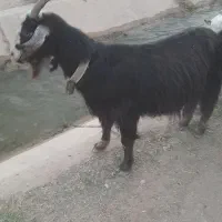 گوسفند