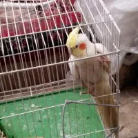 عروس هلندی نر دستی