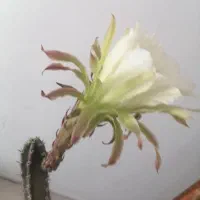 کاکتوس 20 تومنی و 30 تومنی معاوضه با نون خشک