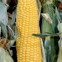 بلال تازه و خوشمزه + هایپر میوه گلچین|خوردنی و آشامیدنی|شاهدشهر, |دیوار