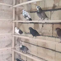 کفتر|پرنده|زالیان, |دیوار