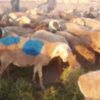 گوسفند جوان|حیوانات مزرعه|تربت جام, میان جام|دیوار