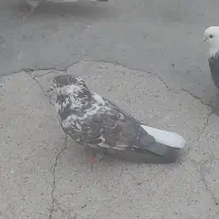 ۵تاکفتر|پرنده|ازنا, |دیوار