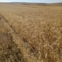 گندم دیمی|گل و گیاه طبیعی|ابهر, |دیوار