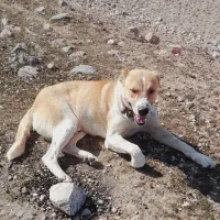 سگ گمشده|حیوانات|شیروان (خراسان), |دیوار