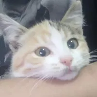 گربه گمشده
