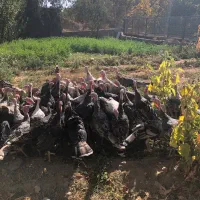 جوجه بوقلمون محلی باکیفیت عالی حدودا ۷ ماهه|حیوانات مزرعه|مشهد, آزادشهر|دیوار