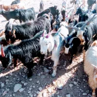 بز آبستن|حیوانات مزرعه|شیراز, حسن آباد|دیوار