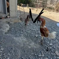 ۱ خروس ۲ عدد مرغ چابهار ی|حیوانات مزرعه|کهنوج, |دیوار