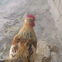 خروس