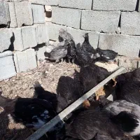 مرغ خروس جوجه گلین فول کیفیت|حیوانات مزرعه|اصفهان, بهارستان|دیوار