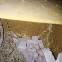 فنچ نرگسی