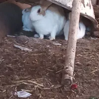 خرگوش|موش و خرگوش|مسجد سلیمان, |دیوار