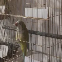 طوطی راهب|پرنده|ابهر, |دیوار