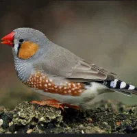 یک جفت فنچ کینگ مست