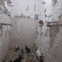 کبوتر|پرنده|یزدان شهر, |دیوار