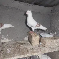 کبوتر|پرنده|سیلاخور, |دیوار