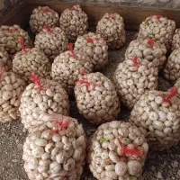 پیاز درجه یک شیرین|خوردنی و آشامیدنی|رشتخوار, |دیوار