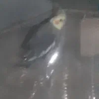 یک عروس هلندی نر بالغ|پرنده|کبودرآهنگ, |دیوار