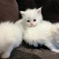 گربه بریتیش|گربه|ارومیه, |دیوار