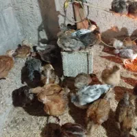 جوجه مرغ|حیوانات مزرعه|کاکی, |دیوار