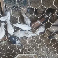 کبوتر شهرستانی