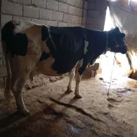 گاو|حیوانات مزرعه|بیرانوند, |دیوار