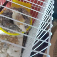 قناری جوفت رویی توخم|پرنده|مشهد, رباط طرق|دیوار