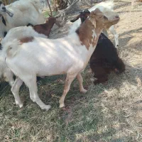 فروش کهره رودخانه|حیوانات مزرعه|رودخانه, |دیوار