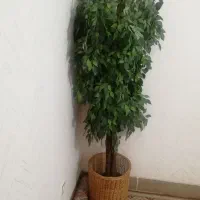 درختچه پربرگ