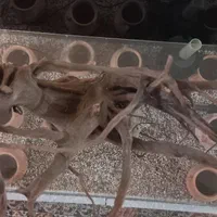 آکواریوم و میز|ماهی|پردیس, فاز ۲|دیوار