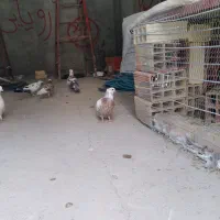 کفتر معاوضه با مرغ