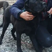 با سلام نر ۱۷ ماه