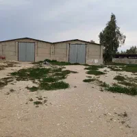 پرواری بندی گوساله 300راسی|فروش دفتر صنعتی، کشاورزی، تجاری|برازجان, |دیوار