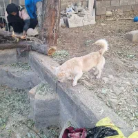 فروش مر غ وبوقلمون وسگ پاپی|حیوانات مزرعه|ساوه, |دیوار