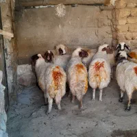 ۱۰عدد گوسفند شک شیره دار پستان کرده سنگین|حیوانات مزرعه|کارزان, |دیوار