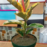 گیاهان آپارتمانی قیمت عالی