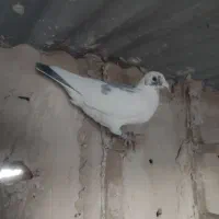 کبوتر|پرنده|مود, |دیوار