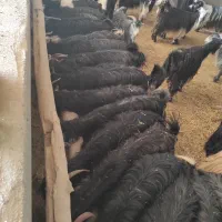 انواع گوسفند|حیوانات مزرعه|خرم‌آباد, |دیوار