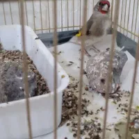 سهره  نر معاوضه  با قناری نر