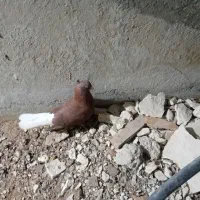 تعدادی کبوتر دمسفید  برای فروش