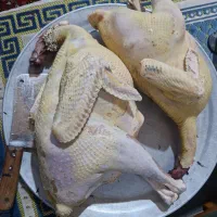 بوقلمون محلی امساله