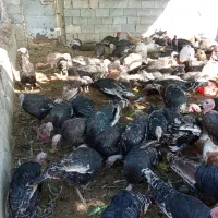 بوقلمون برونز و بوربون|حیوانات مزرعه|شیراز, داریون|دیوار