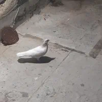 چپ ماده
