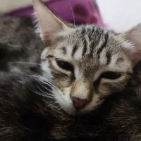 واگذاری بچه گربه|گربه|بندر انزلی, پاسداران|دیوار