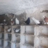 پرنده رنگی چند عدد