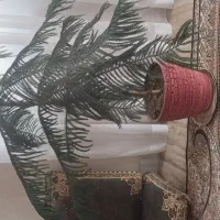 کاج مطبق
