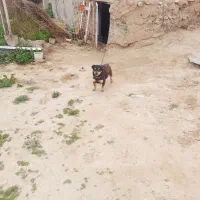 پاکوتا سایز ریز ماده