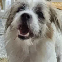 گمشده|حیوانات|مشهد, تبادکان|دیوار