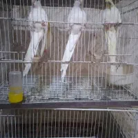 عروس هلندی بفروش میرسد